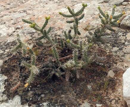 Image de Cylindropuntia viridiflora (Britton & Rose) F. M. Knuth