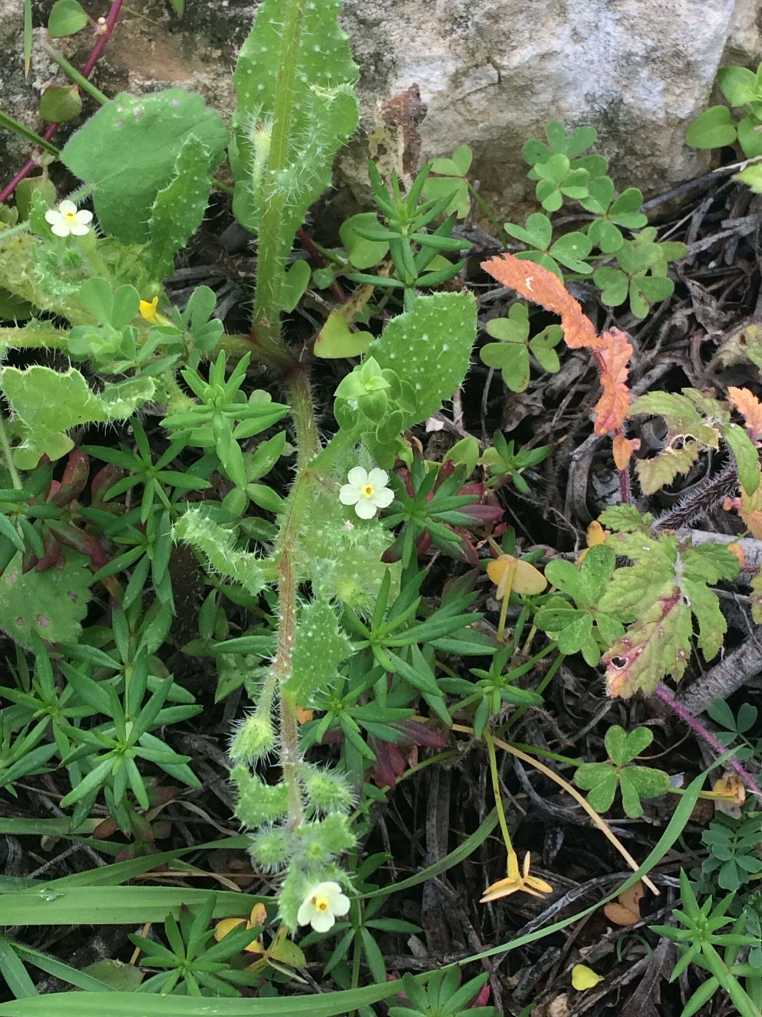 Plancia ëd Boraginaceae