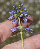 Image of pincushion beardtongue