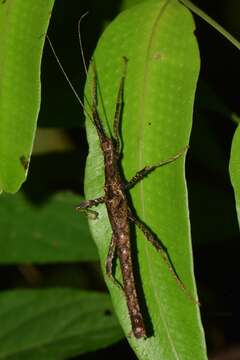 Image of Ignacia auriculata (Bolívar 1896)