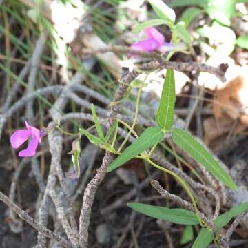 Image of Pinos Altos Mountain bean