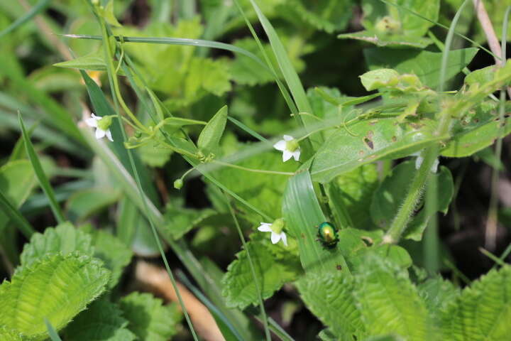 Image of Trochomeria sagittata (Harv. ex Sond.) Benth. & Hook. fil.