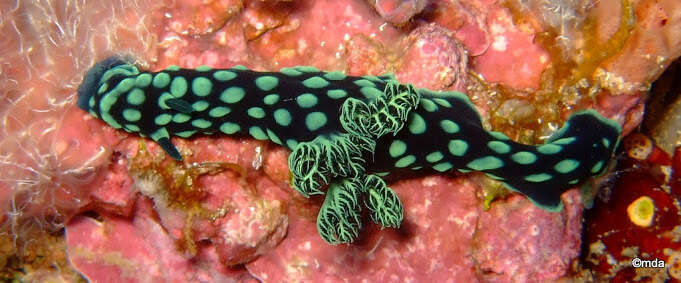 Image of Green spot black slug