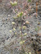 Imagem de Plantago arenaria subsp. arenaria