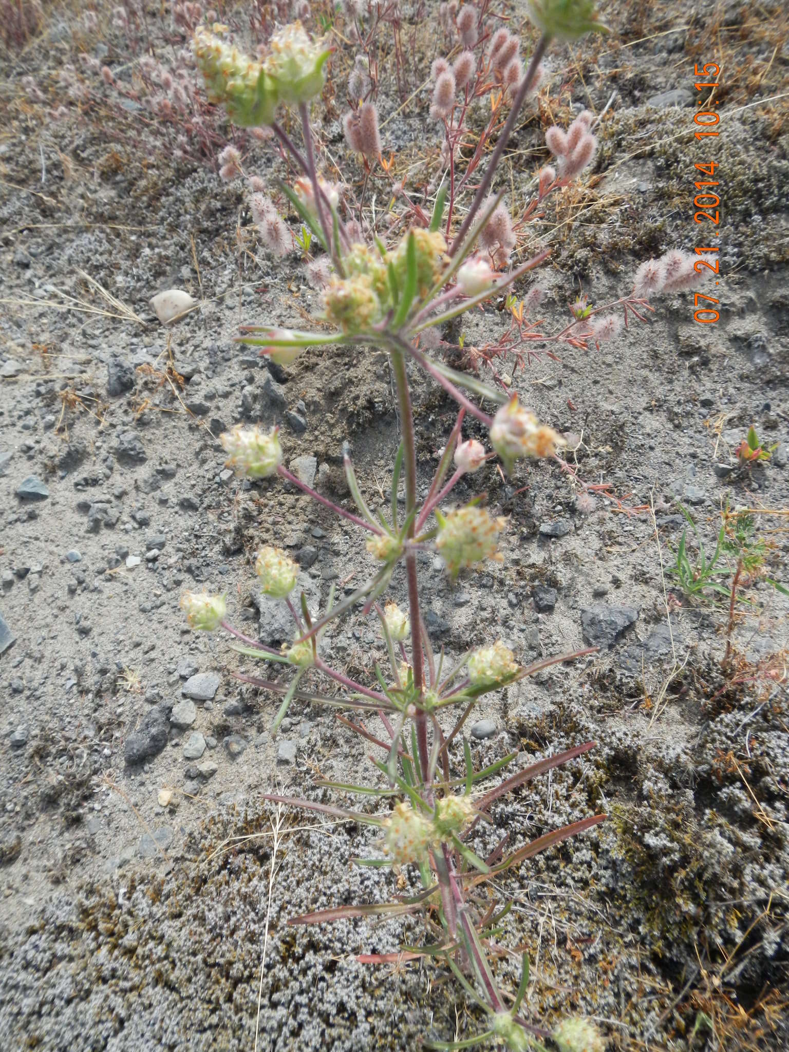 Image of Plantago arenaria subsp. arenaria