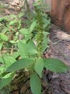 Imagem de Acalypha neomexicana Müll. Arg.