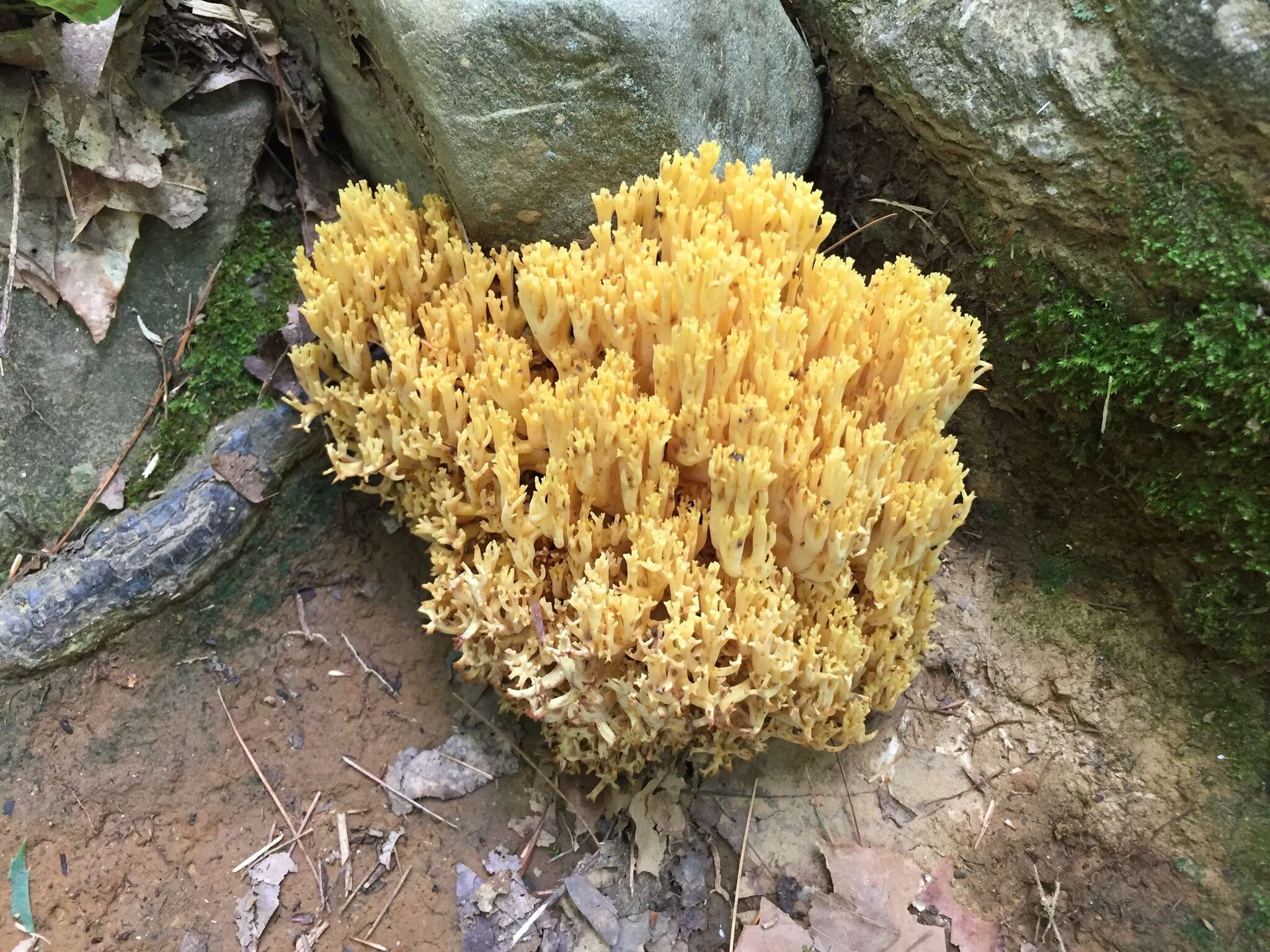 Image de Phaeoclavulina myceliosa