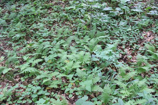 Image of Amauropelta noveboracensis (L.) S. E. Fawc. & A. R. Sm.