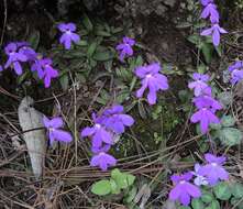 Pinguicula oblongiloba A. DC.的圖片