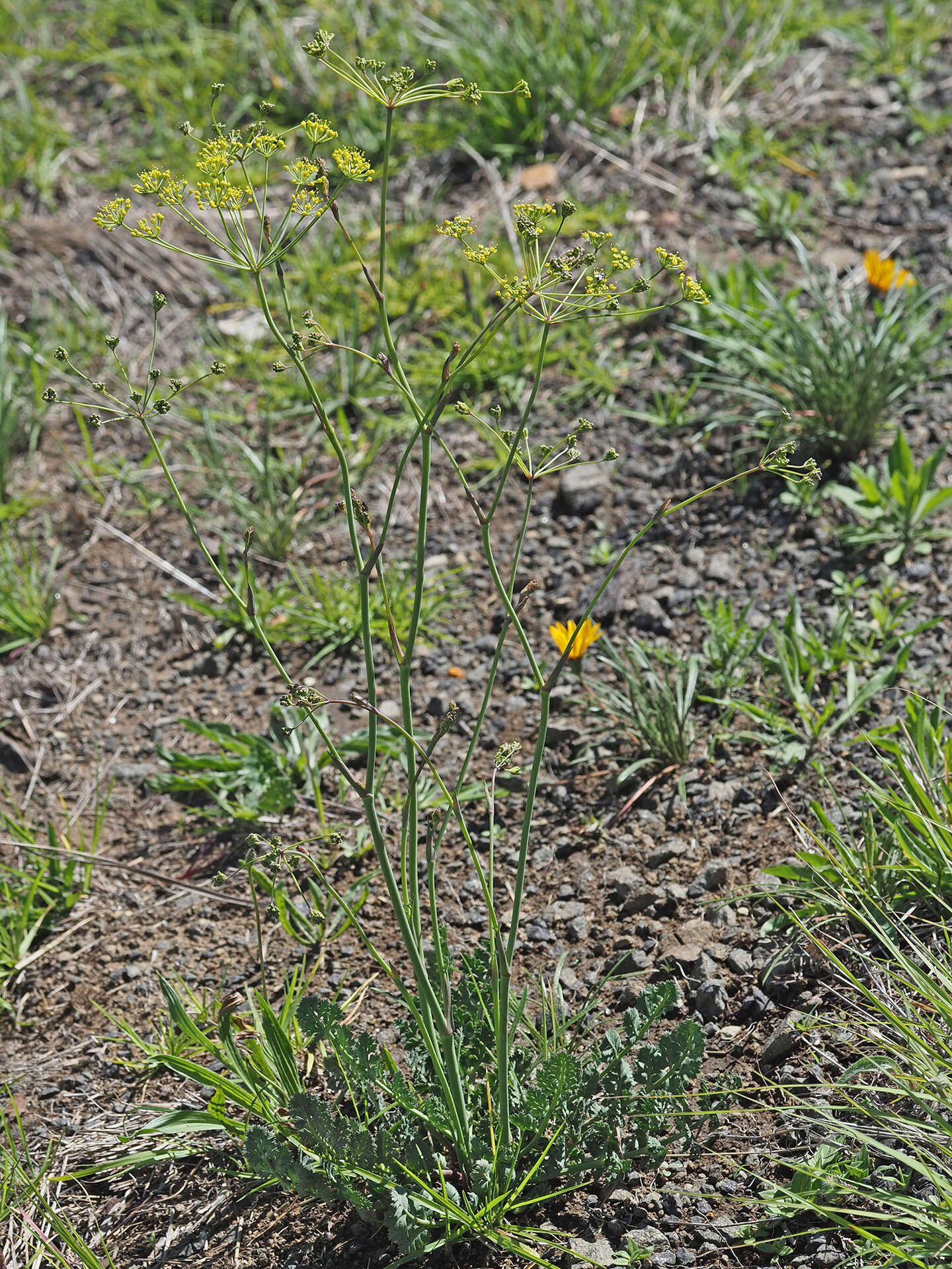 Image of Afrosciadium caffrum (Meisn.) Winter