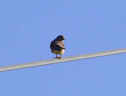 Image of American Kestrel