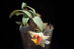 صورة Dendrobium bellatulum Rolfe