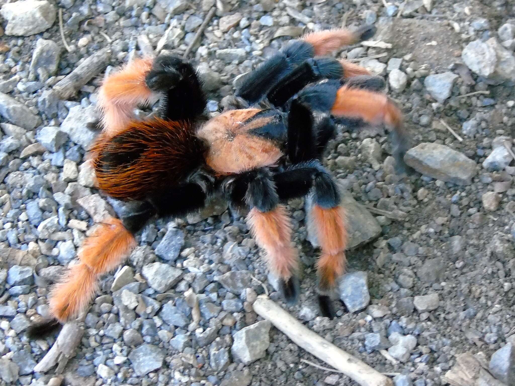 Image of Mexican redleg tarantula