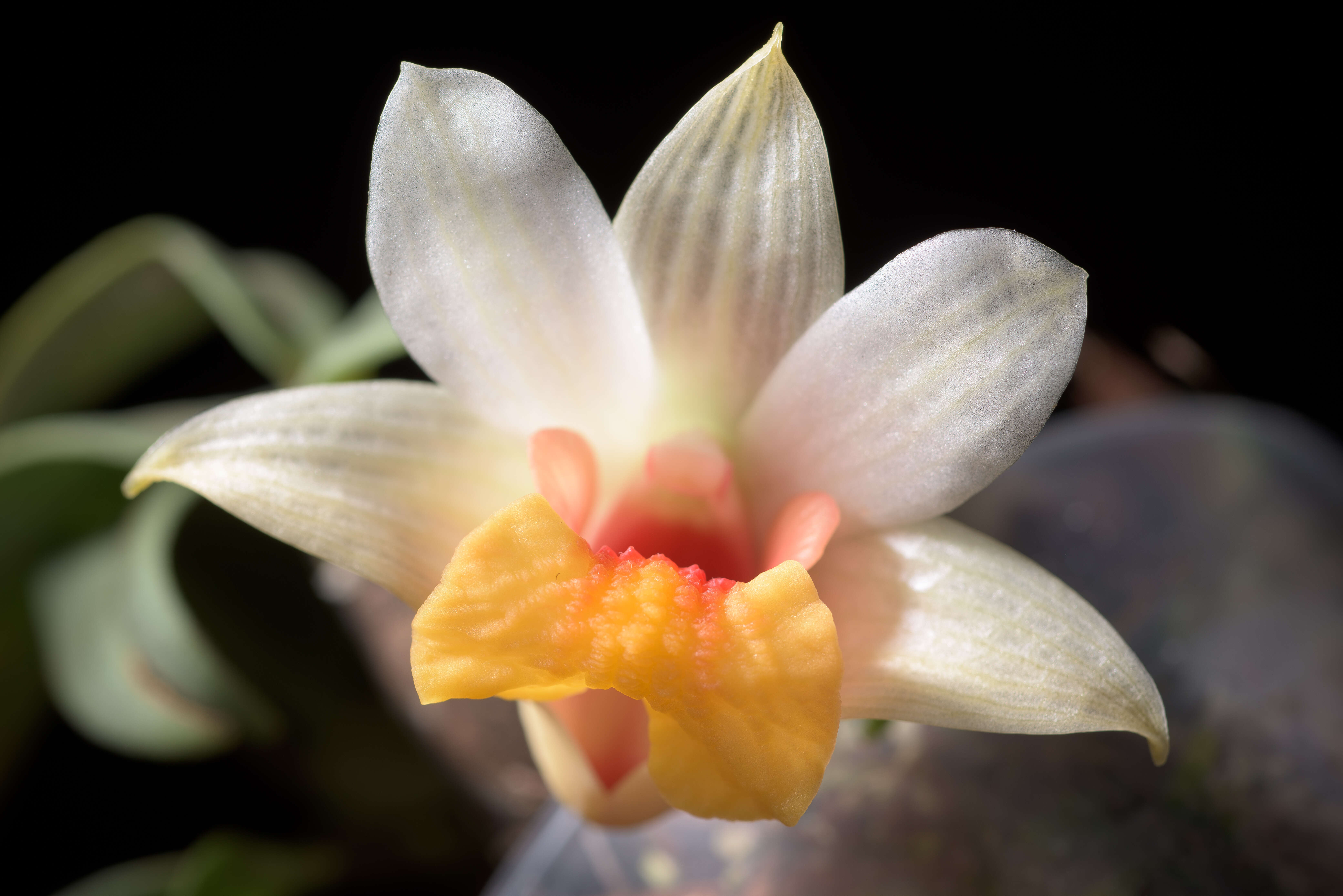 صورة Dendrobium bellatulum Rolfe