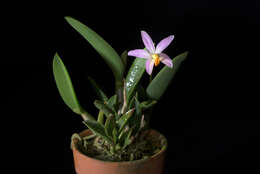 Image of Cattleya reginae (Pabst) Van den Berg