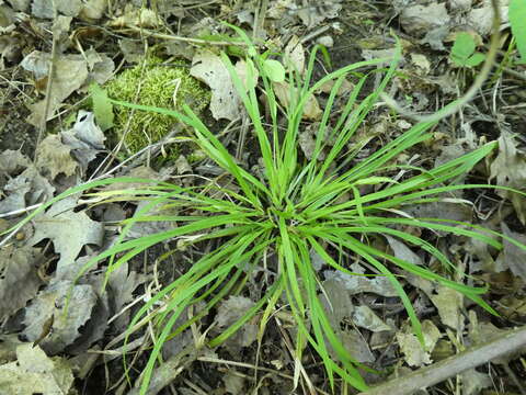 Carex backii Boott resmi