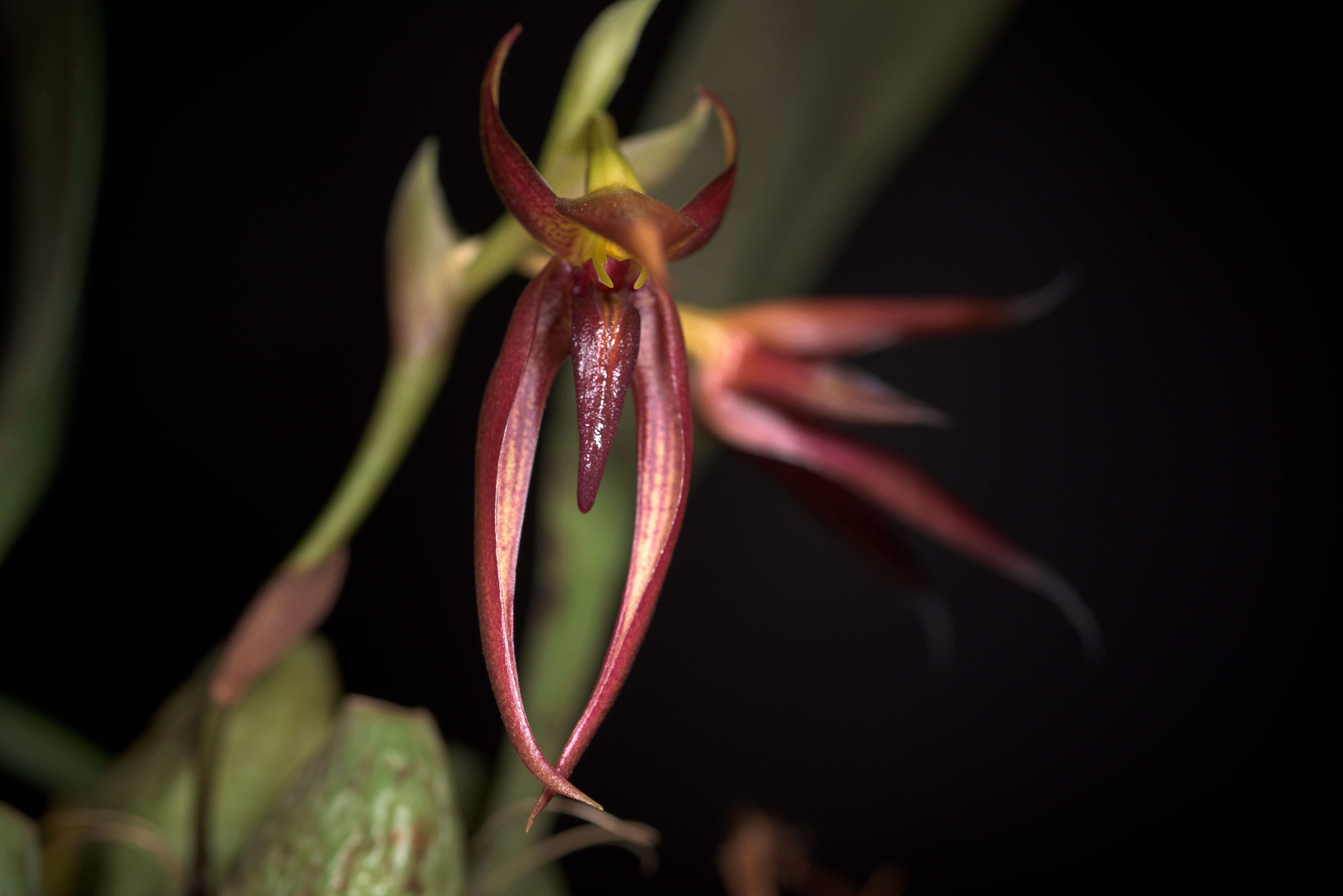 Image of Bulbophyllum basisetum J. J. Sm.