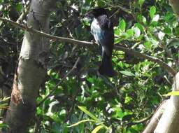 Image of Hair-crested Drongo