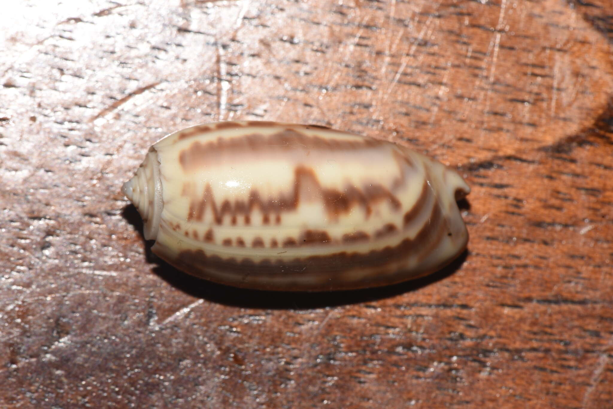 Image of Carolinian olive shell