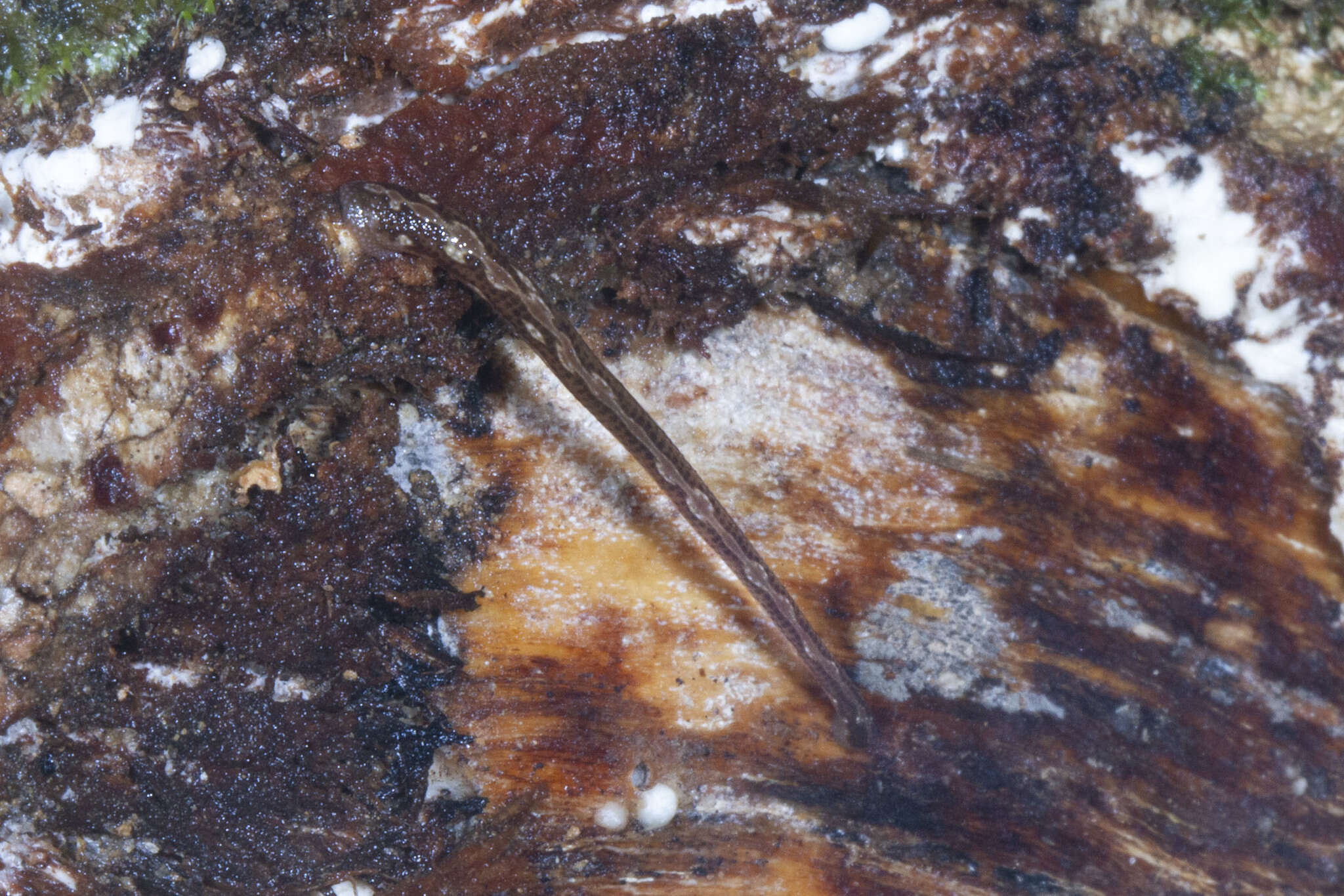 Sivun Malagabdella niarchosorum Borda 2006 kuva