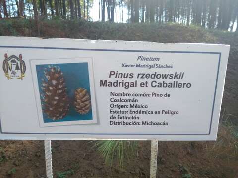 Image of Pinus rzedowskii Madrigal & M. Caball.