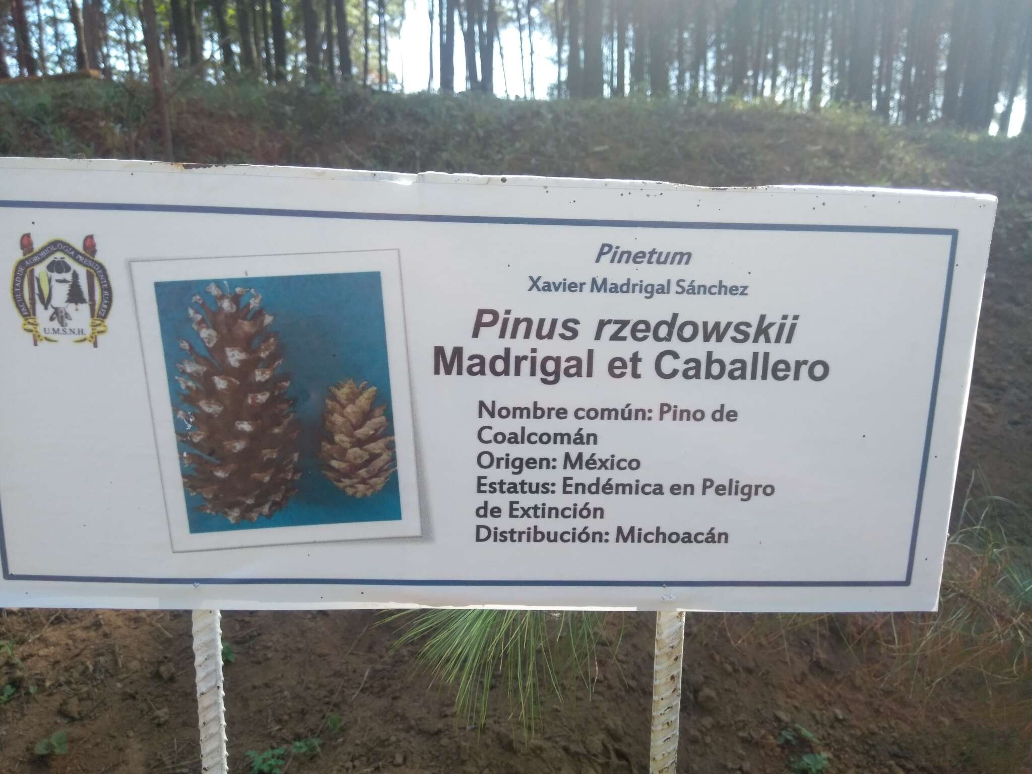 Image of Rzedowski's pine