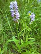 Image de Dactylorhiza maculata subsp. maculata