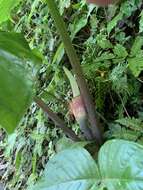 Arisaema ringens (Thunb.) Schott的圖片