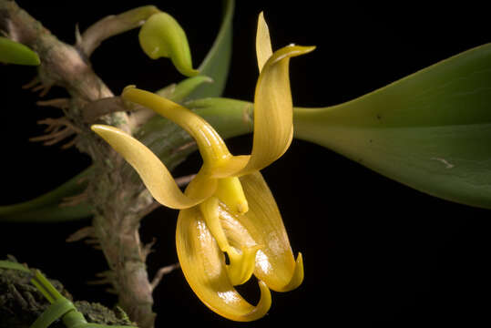 Слика од Bulbophyllum macranthoides Kraenzl.