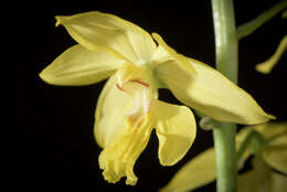 Image of Calanthe striata R. Br. ex Spreng.