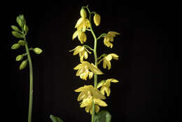 Image of Calanthe striata R. Br. ex Spreng.