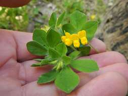 Слика од Lotus ornithopodioides L.