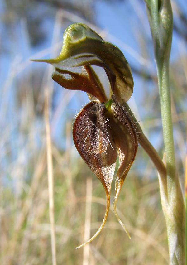 Image of Greenhood orchids