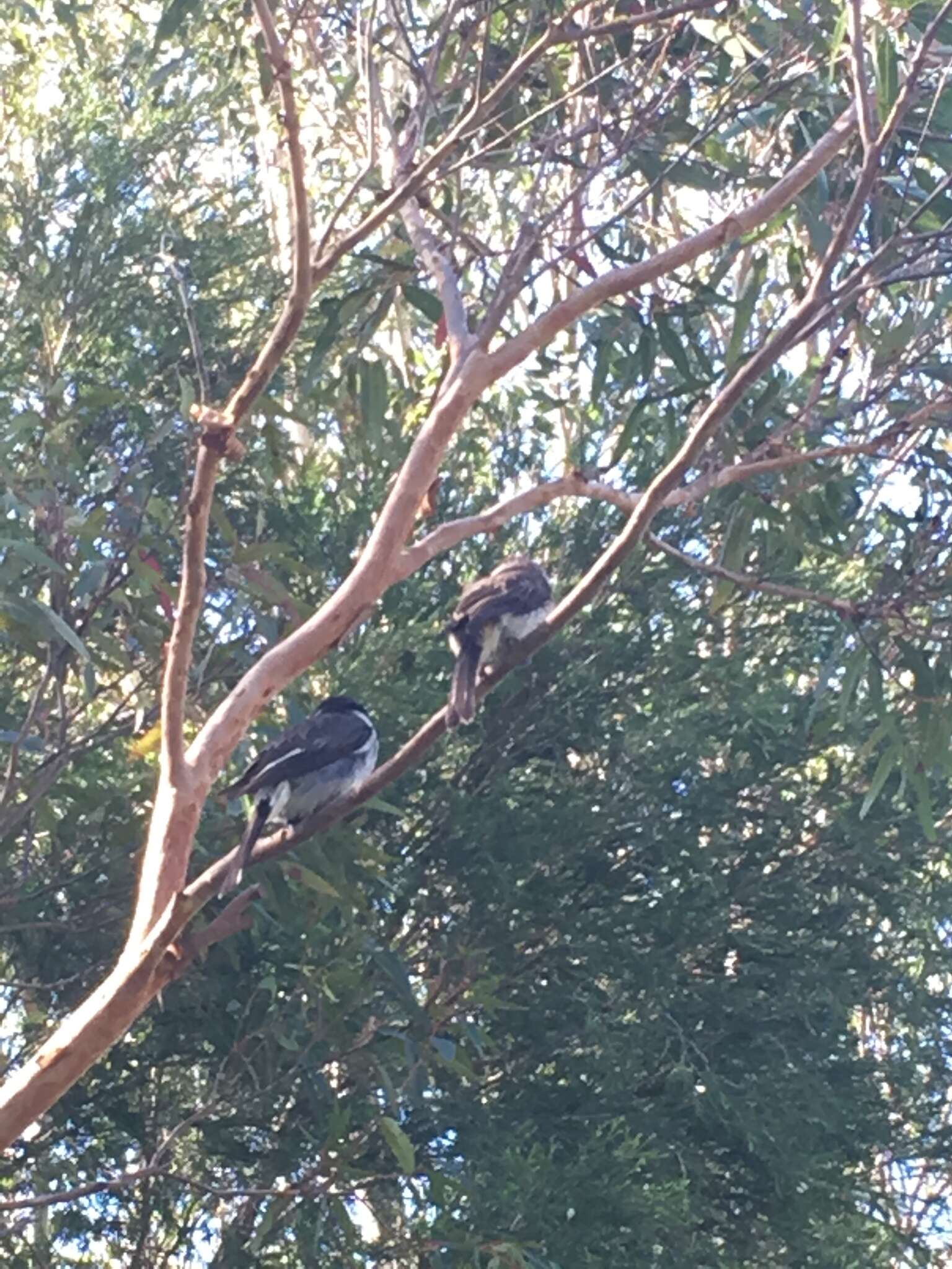 Image of Grey Butcherbird