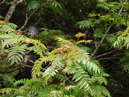 Image of Sorbus randaiensis (Hayata) Koidz.