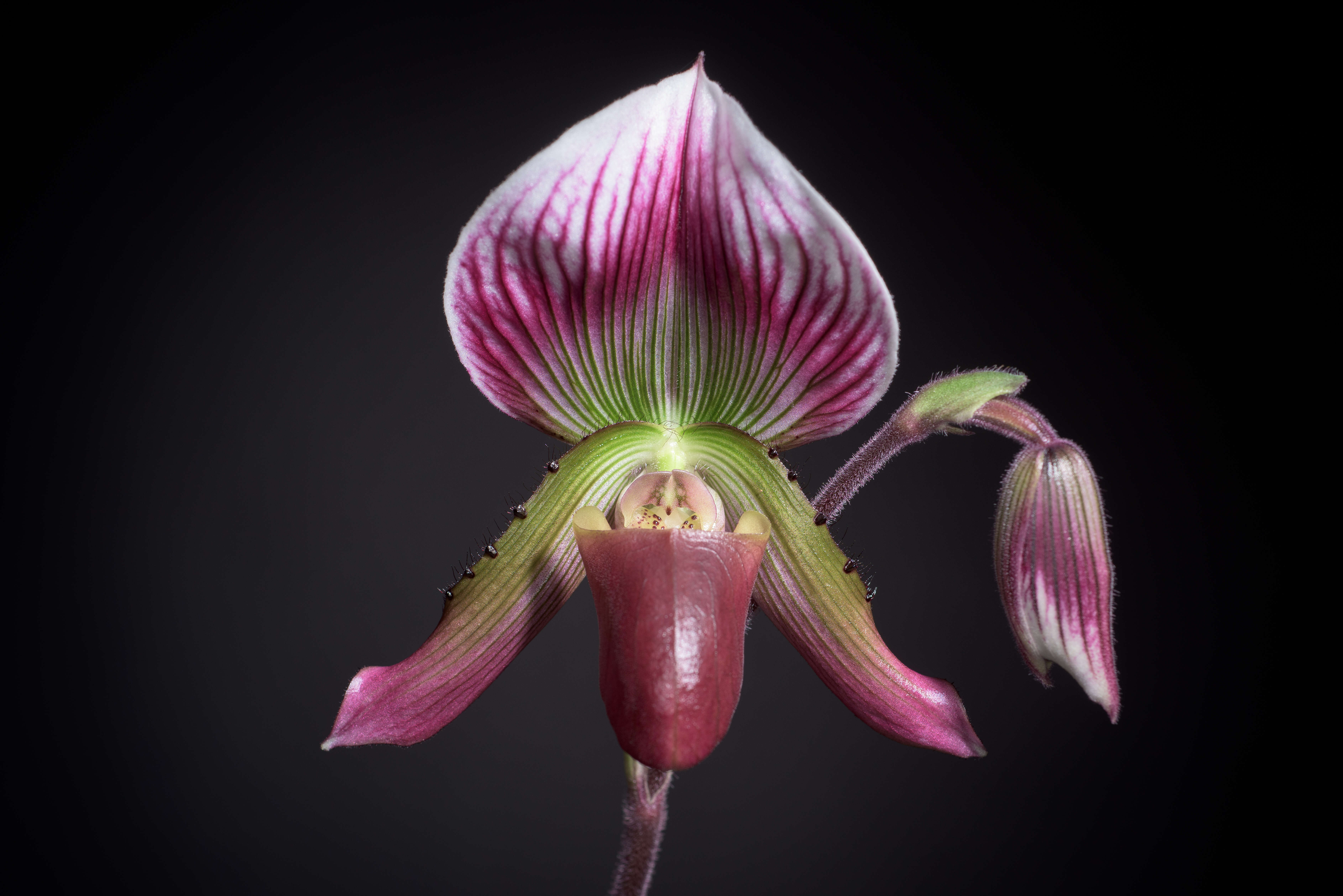 Image of Callus Paphiopedilum