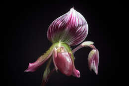 Image of Callus Paphiopedilum