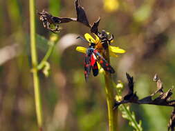 Image of Zygaena dorycnii Ochsenheimer 1808