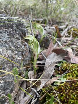 Image of Sharp-leaf greenhood