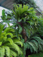 Image of Bushman's River Cycad