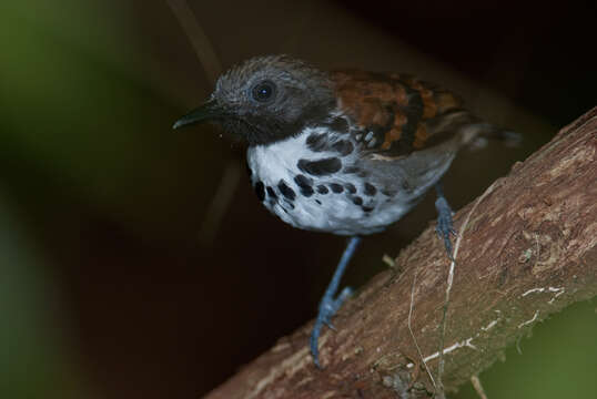 Image of Spotted Antbird