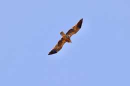 Image of Whistling Kite