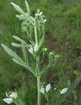 Image de Teucrium trifidum Retz.