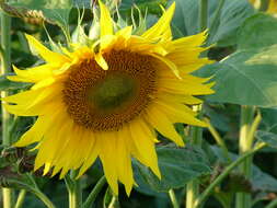 Image of common sunflower