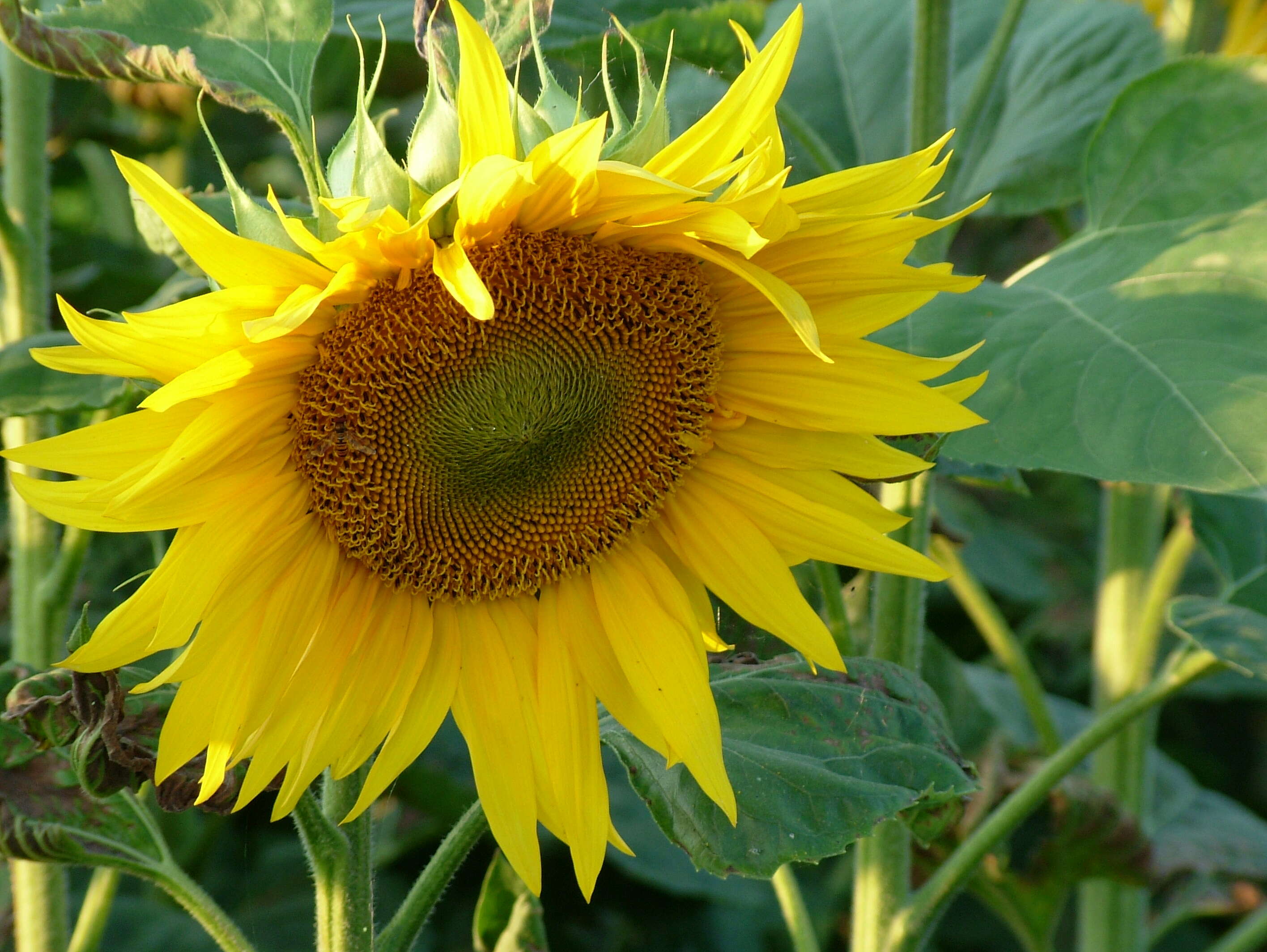 Image of common sunflower