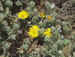 Plancia ëd Oedera spathulifolia (K. Bremer) N. G. Bergh