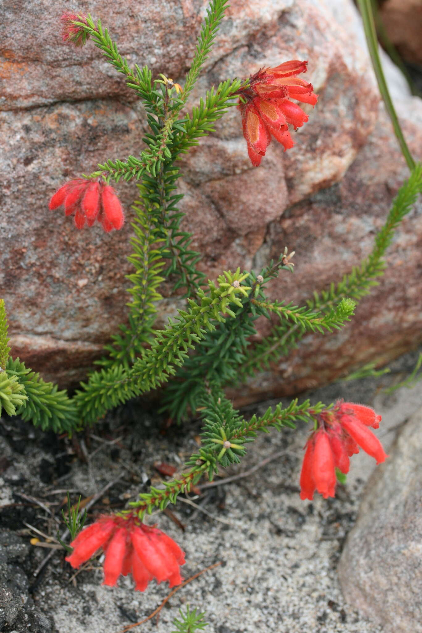 Image of <i>Erica <i>cerinthoides</i></i> subsp. cerinthoides