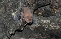 Image of Black-bearded Tomb Bat