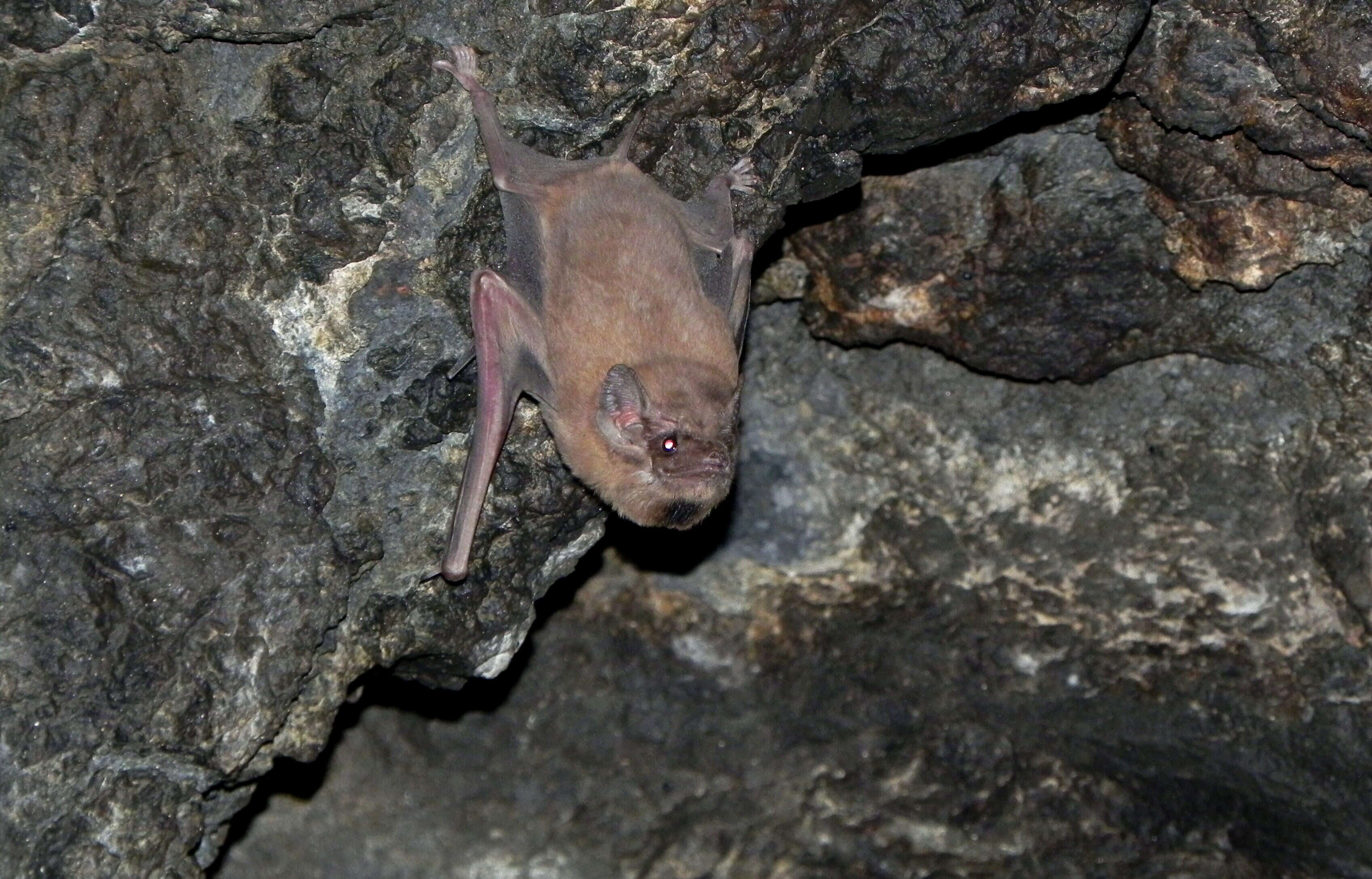 Image de Black-bearded Tomb Bat