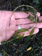 Image of Curled Pondweed